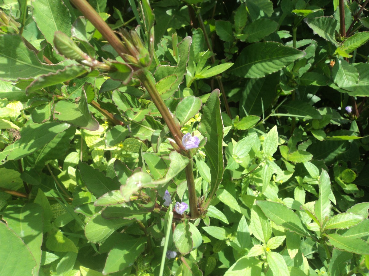 Hygrophila ringens (L.) R.Br. ex Spreng.